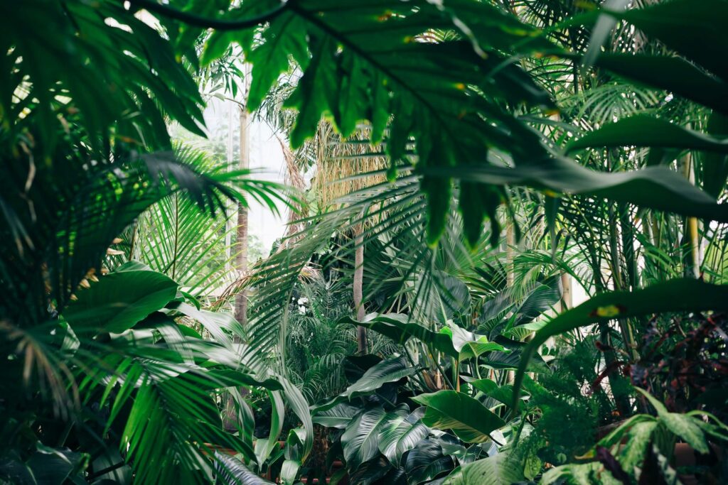 Green trees in the jungle