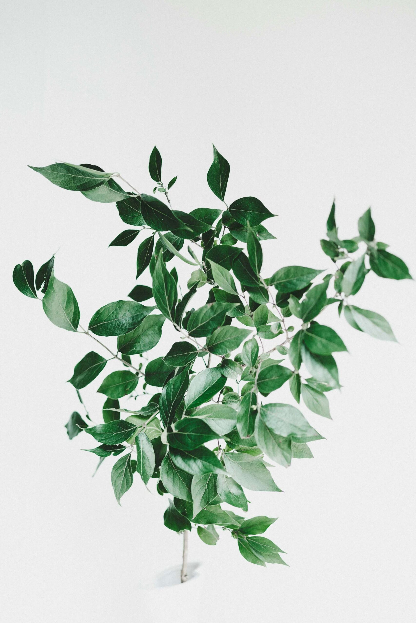 green plant standing on white background.