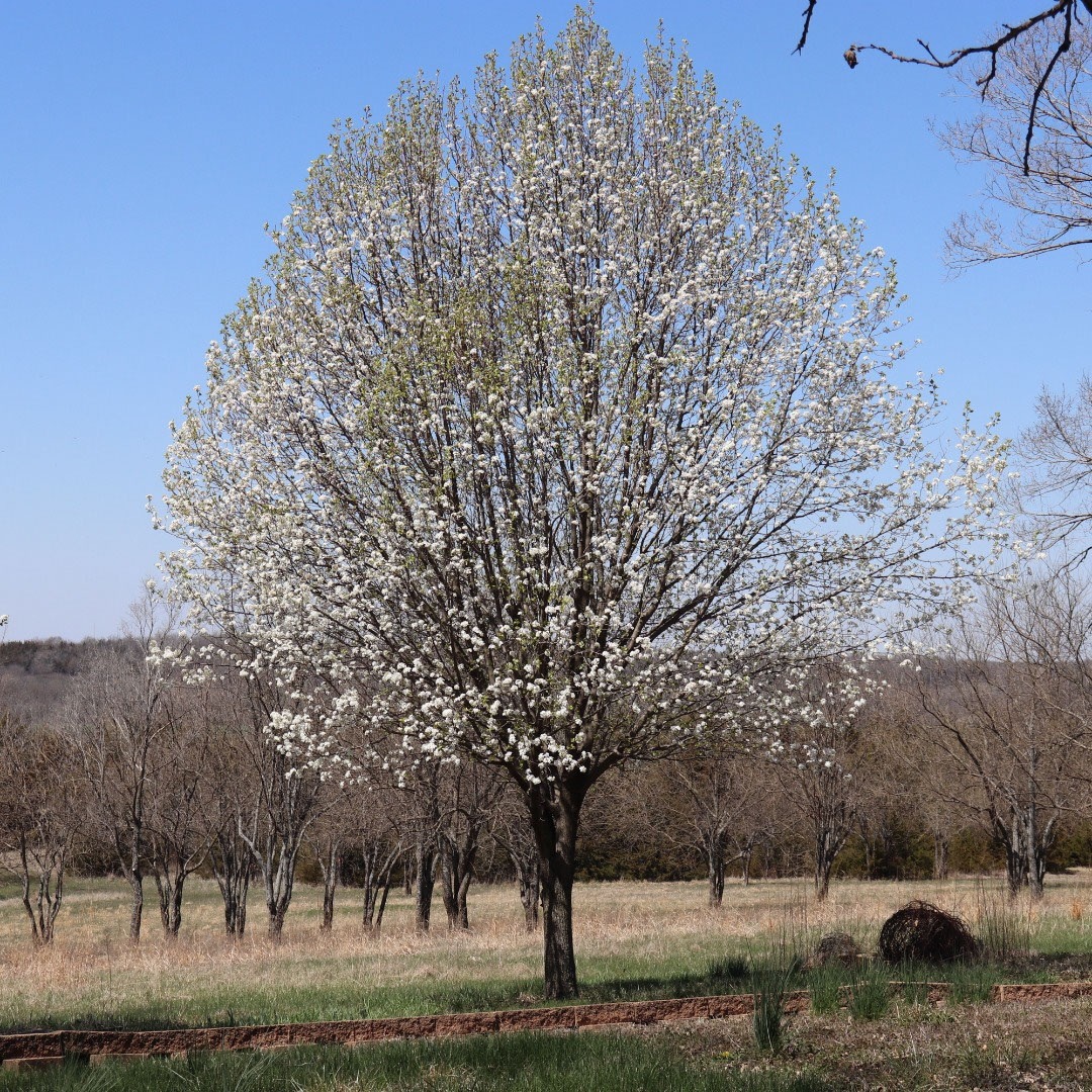 A tree budding at Jericho ranch, where Dr. Branstetter's expertise is applied.