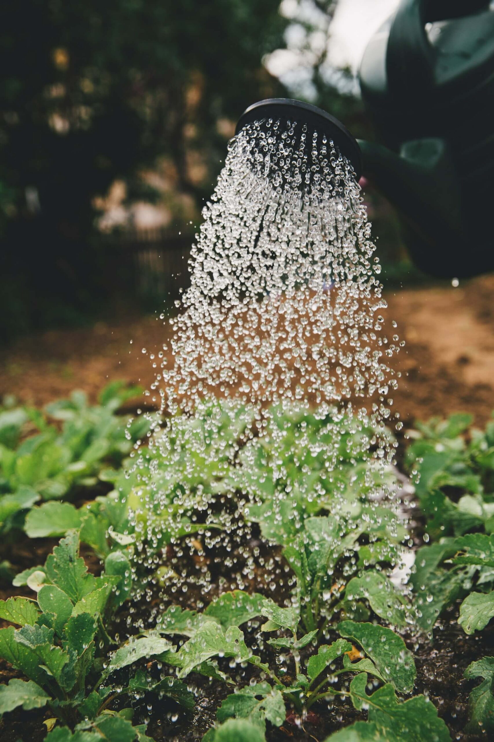 Person watering green plants from a watering can.